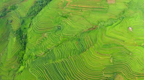 Aerial view of rice fields planted in steps Foto stock