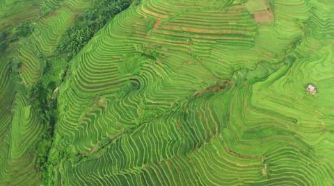 Aerial view of rice fields planted in steps Stock Photos