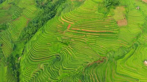Aerial view of rice fields planted in steps Stock Photos