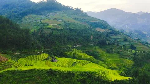 Aerial view of rice fields planted in steps Stock Photos