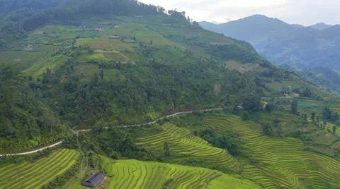 Aerial view of rice fields planted in steps Stock Photos