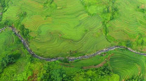 Aerial view of rice fields planted in steps Stock-Fotos