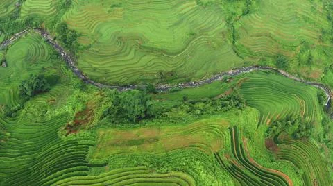 Aerial view of rice fields planted in steps Stock Photos