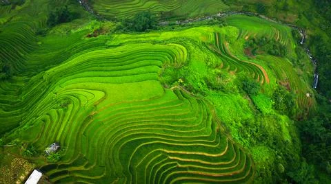 Aerial view of rice fields planted in steps Stock Photos