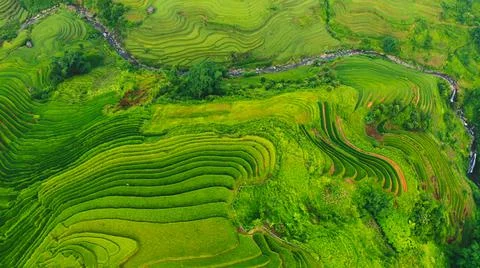 Aerial view of rice fields planted in steps Foto stock