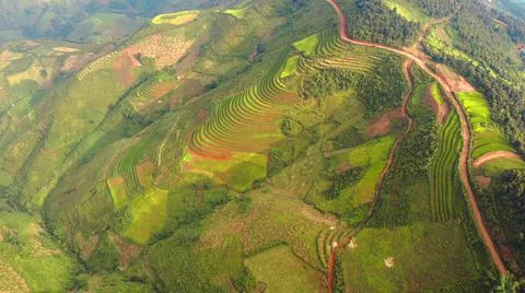 Aerial view of rice fields planted in steps Foto stock
