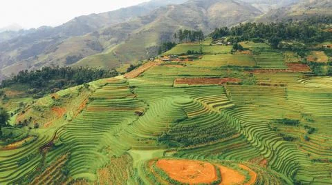 Aerial view of rice fields planted in steps Foto stock