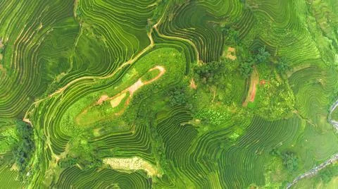 Aerial view of rice fields planted in steps Stock Photos