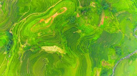 Aerial view of rice fields planted in steps Stock Photos