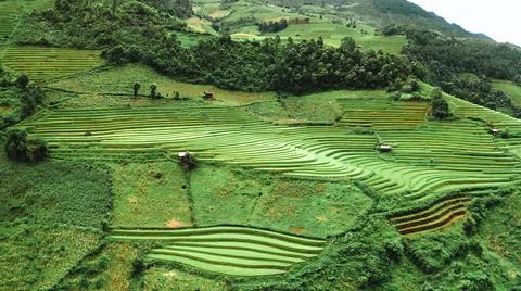 Aerial view of rice fields planted in steps Stock Photos