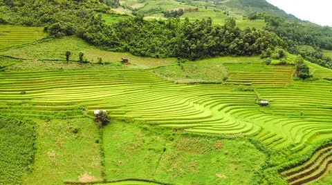 Aerial view of rice fields planted in steps Stock Photos