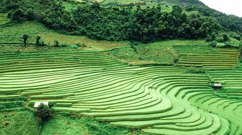 Aerial view of rice fields planted in steps Stock Photos