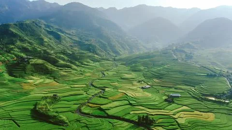 Aerial view of rice fields planted in steps Stock Photos