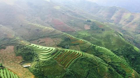 Aerial view of rice fields planted in steps Stock Photos