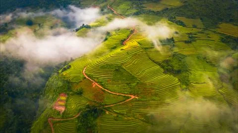 Aerial view of rice fields planted in steps Stock Photos