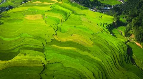 Aerial view of rice fields planted in steps Stock Photos