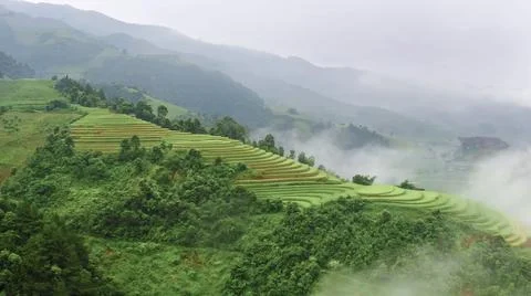 Aerial view of rice fields planted in steps Stock Photos