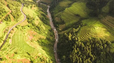 Aerial view of rice fields planted in steps Stock Photos