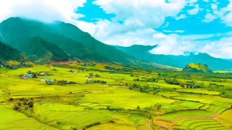 Aerial view of rice fields planted in steps Stock Photos