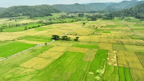 Aerial View of Rice Fields Ready to Harvest in Geblek Menoreh, Indonesia Stock Footage 241779073