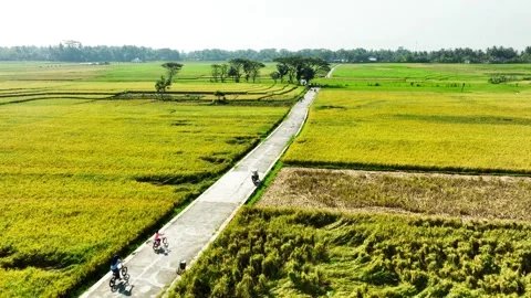 Aerial View of Rice Fields Ready to Harvest in Geblek Menoreh, Indonesia Stock Footage 241780590