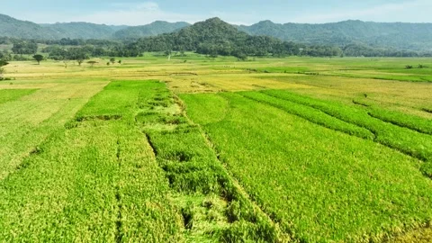 Aerial View of Rice Fields Ready to Harvest in Geblek Menoreh, Indonesia Stock Footage 241794022