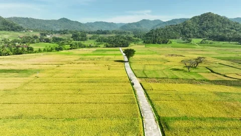 Aerial View of Rice Fields Ready to Harvest in Geblek Menoreh, Indonesia 스톡 동영상 241795000
