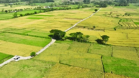 Aerial View of Rice Fields Ready to Harvest in Geblek Menoreh, Indonesia Stock Footage 241795096