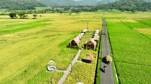 Aerial View of Rice Fields Ready to Harvest in Geblek Menoreh, Indonesia Stock Footage 241799748