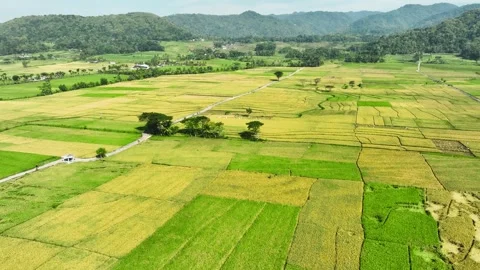 Aerial View of Rice Fields Ready to Harvest in Geblek Menoreh, Indonesia Stock Footage 241801580