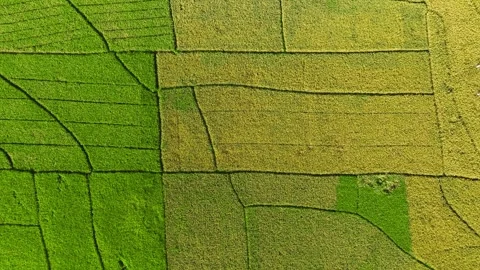 Aerial View of Rice Fields Ready to Harvest in Geblek Menoreh, Indonesia Stock Footage 241802604