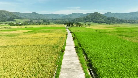 Aerial View of Rice Fields Ready to Harvest in Geblek Menoreh, Indonesia Stock Footage 241802869