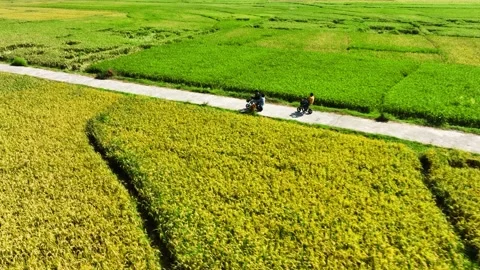 Aerial View of Rice Fields Ready to Harvest in Geblek Menoreh, Indonesia Stock Footage 241803513