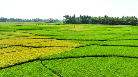 Aerial View of Rice Fields Ready to Harvest in Geblek Menoreh, Indonesia Stock Footage 241803514