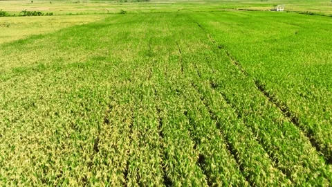 Aerial View of Rice Fields Ready to Harvest in Geblek Menoreh, Indonesia Stock Footage 241804214