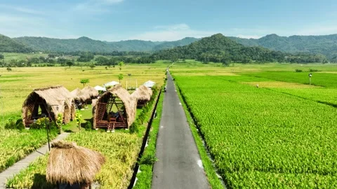Aerial View of Rice Fields Ready to Harvest in Geblek Menoreh, Indonesia Stock Footage 241805389