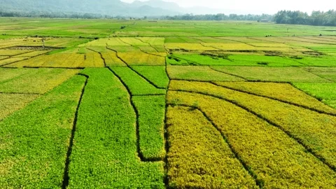 Aerial View of Rice Fields Ready to Harvest in Geblek Menoreh, Indonesia Stock Footage 241805581