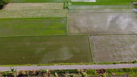Aerial view of rice fields ready for planting Stock Photos