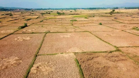 Aerial view of rice fields ripe during the harvest season Stock Footage 145319751