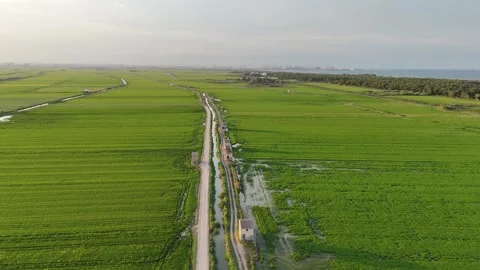 Aerial View Rice Fields Rural Road Valencia Spain Stockbeeldmateriaal 314665642