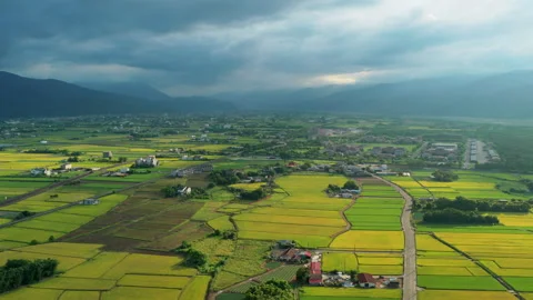 Aerial view of rice fields in Sanxing Township, Yilan County, Taiwan Stock-Footage 342025359