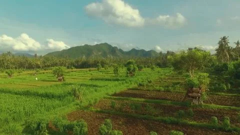 Aerial view of rice fields with small huts and trees and mountains behind, Ba Stock Photos