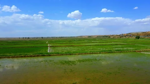 Aerial view of rice fields in spring Stock Footage 293333307