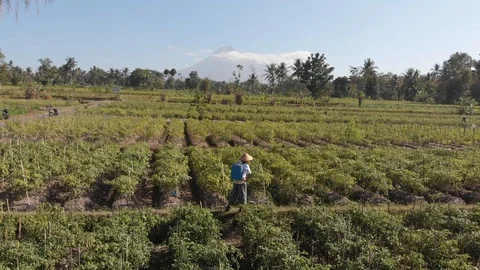 Aerial view of rice fields in a sunny day with the farmer around the field Stock Footage 107702580