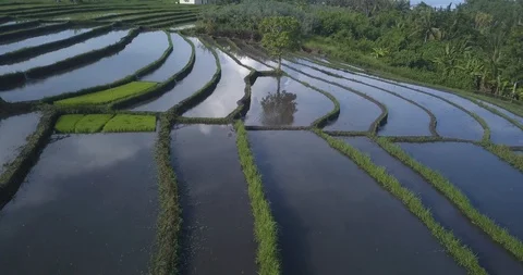 Aerial view of rice fields at sunny day Stock Footage 129662417