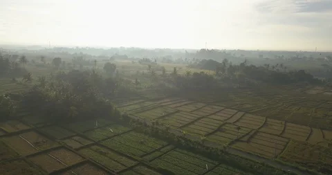 Aerial view of rice fields at sunrise Stock Footage 128652016