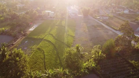Aerial View of Rice Fields at Sunrise, Yogyakarta 库存影片 341373491