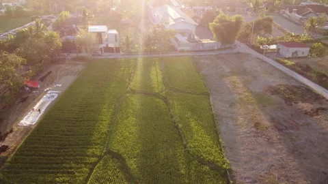 Aerial View of Rice Fields at Sunrise, Yogyakarta 库存影片 341373562