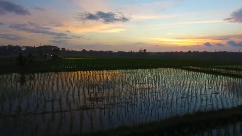 Aerial view of rice fields at sunset Stock Footage 77556432