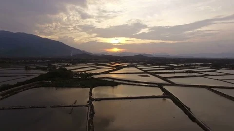 Aerial view rice fields at sunset in Asia, Vietnam Stock Footage 79508899